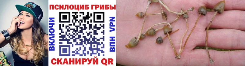 Псилоцибиновые грибы мицелий  Купить закладки  Нижнеудинск 
